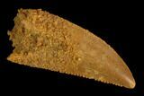Serrated, Raptor Tooth - Real Dinosaur Tooth #127171-1